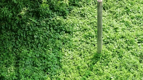 Abandoned building structure column and overgrown wild vine Stock Footage 93061976