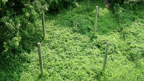 Abandoned building structure columns and overgrown wild vine Stock Footage 93028543