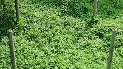 Abandoned building structure columns and overgrown wild vine Stock Footage 93060345