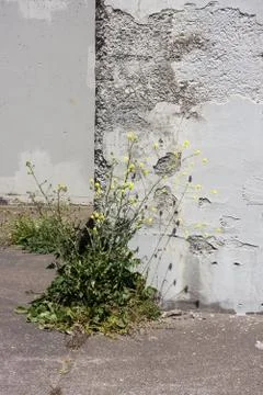 Abandoned Buildings Stock Photos