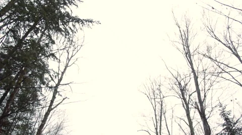 Abandoned Cabin in Forest Winter - Tilt Down Stock Footage 44302952