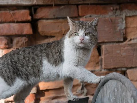Abandoned cat looking in camera. Stock Photos