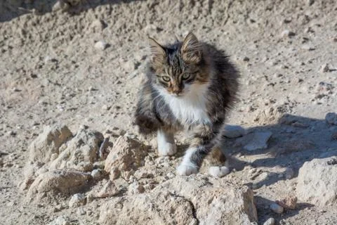 Abandoned cat looking in camera. Wild and homeless cat on stone floor Stock Photos