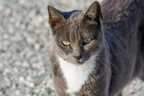 Abandoned cat looking in camera. Wild and homeless cat on stone floor Stock Photos