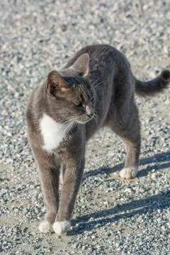 Abandoned cat looking in camera. Wild and homeless cat on stone floor Stock Photos