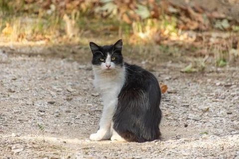 Abandoned cat on a path, close-up Stock Photos