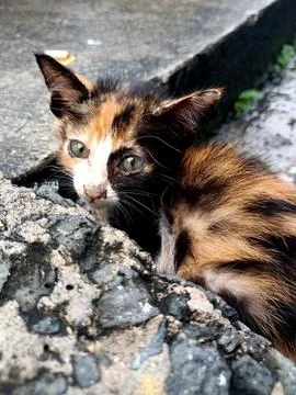 An abandoned cat. Stock Photos
