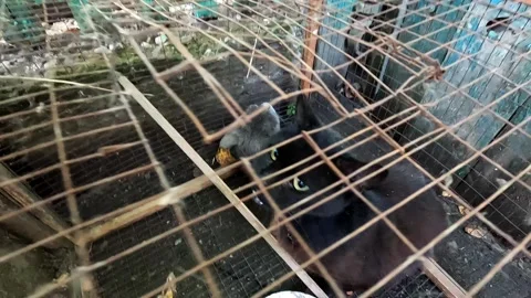 Abandoned cat sitting in cage outdoor. Rescue workers evacuating animals from a  Stock Footage 343284355