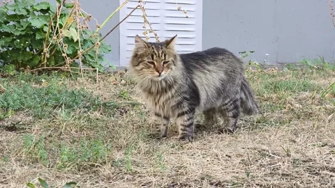 An abandoned cat on the street Stock Footage 284014245