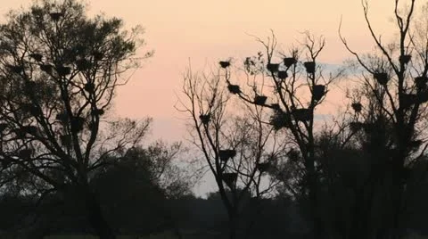 Abandoned cormorant nests on dead trees, Unteres Odertal National Park, Germany Stock Footage 12869613