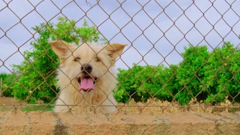 Abandoned cute dog behind bars. Hungry pet is asking for food. Stock Footage 202499729