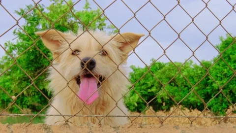 Abandoned cute dog behind bars. Hungry pet is asking for food. Vídeos de archivo 219948242