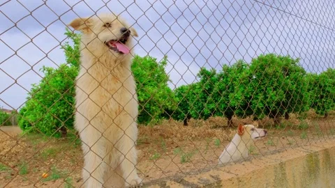 Abandoned cute dog behind bars. Hungry pet is asking for food. Stock Footage 219948282