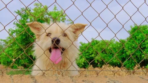 Abandoned cute dog behind bars. Hungry pet is asking for food. Stock Footage 229732029