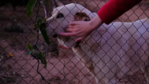 Abandoned cute dog behind bars. Hungry pet is asking for food. Stock Footage 233785693