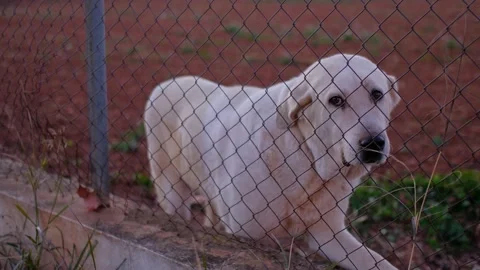 Abandoned cute dog behind bars. Hungry pet is asking for food. Stock Footage 234324871