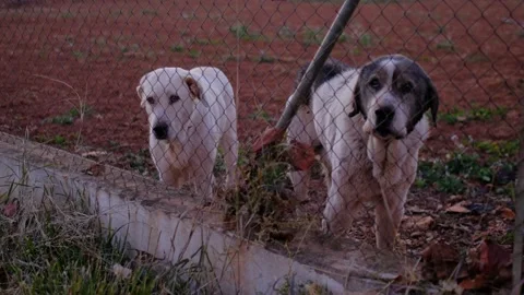 Abandoned cute dog behind bars. Hungry pet is asking for food. Vídeo Stock 234324946