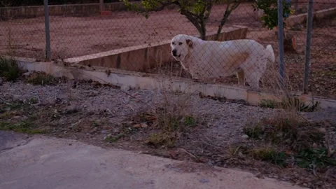 Abandoned cute dog behind bars. Hungry pet is asking for food. Vídeos de archivo 235193535