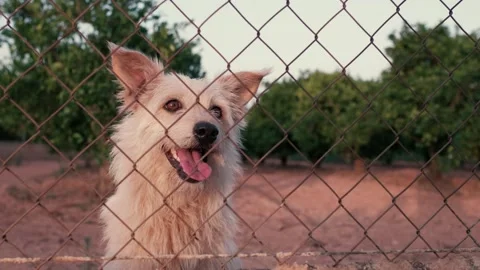 Abandoned cute dog behind bars. Hungry pet is asking for food. Stock Footage 245757474