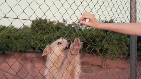 Abandoned cute dog behind bars. Hungry pet is asking for food. Stock Footage 245757574