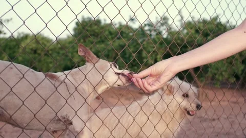 Abandoned cute dog behind bars. Hungry pet is asking for food. Stock Footage 246448549