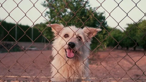 Abandoned cute dog behind bars. Hungry pet is asking for food. Stock Footage 246448607
