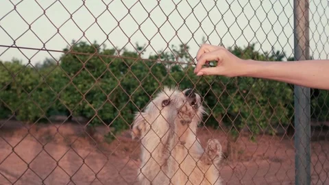 Abandoned cute dog behind bars. Hungry pet is asking for food. Stock Footage 246448688