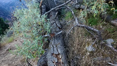 Abandoned dangerous tree trunk beside isolated forest path Vídeo Stock 316623770