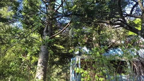 Abandoned dilapidated building in a mountain forest Vídeos de archivo 307935715