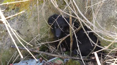 Abandoned dog in the garbage dump Stock Photos
