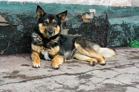 An abandoned dog Stock Photos