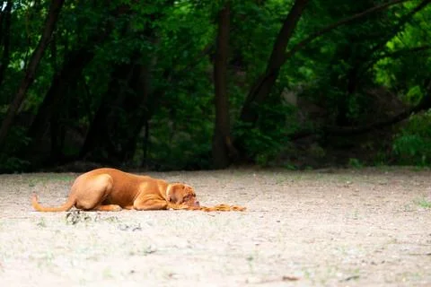 Abandoned dog Stock Photos