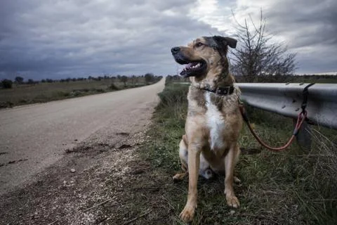 Abandoned Dog Stock Photos
