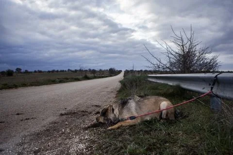 Abandoned Dog Stock Photos