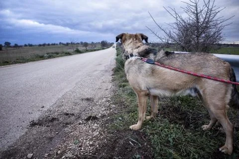 Abandoned Dog Stock Photos