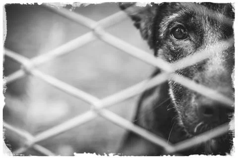 Abandoned dog Stock Photos