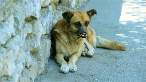 Abandoned dog, in poor condition, looking at people passing by Stock Footage 77862758