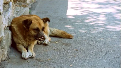 Abandoned dog, in poor condition, lying on a roadside Stock Footage 77862500