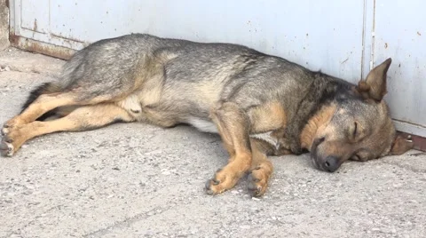 Abandoned dog resting Stock Footage 54709558