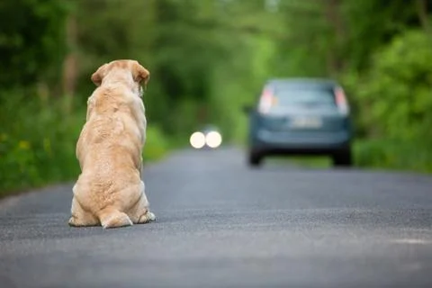Abandoned dog on the road Stock Photos