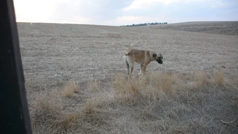 Abandoned dog walked on side of field Stock-Footage 249376830