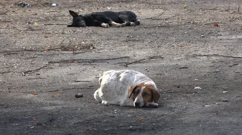 Abandoned dogs Stock Footage 55007183
