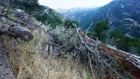 Abandoned dry tree trunks in wild Mediterranean forest Video stock 316623896