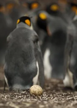 Abandoned egg lying on the ground in King penguin colony Stock Photos
