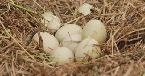 Abandoned eggs of common pheasant Stock Footage 313228169