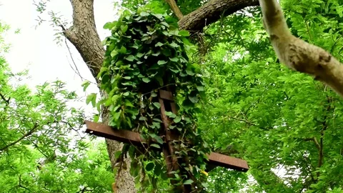 Abandoned electric post from a forest with leaves grown on it closeup greeny Stock Footage 108728658