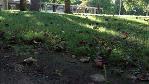 Abandoned Elementary School Fall 2022 4K Stock Footage 209332429