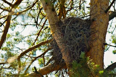 Abandoned empty eagles nest among the pine tree branches in the woods Stock Photos