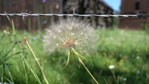 Abandoned Farm Dandilion in Wind Stock Footage 268510447