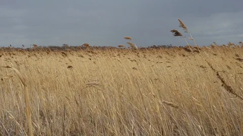Abandoned farmland, fields not used, everything is overgrown with weeds, cloudy Stock Footage 128805853